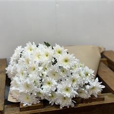 Entirely White Bonita Spray Chrysanthemum 