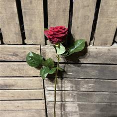 Single roses