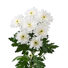 Chrysanthemum Spray