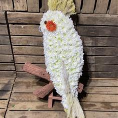 Cockatiel 