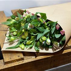 Entirely Alstroemeria 