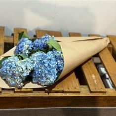 Entirely Hydrangea