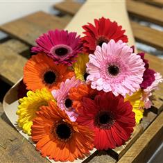 Entirely Mixed Gerberas