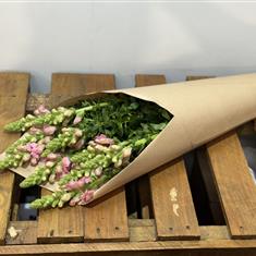 Entirely Pink Antirrhinum