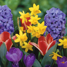 SpringTime  FloristChoice