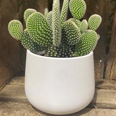 Prickly Pear 