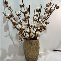 Cotton Ball Display 