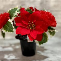 Christmas liner pots with festive flowers