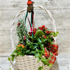 Planted Christmas basket