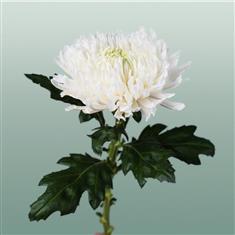 Chrysanthemum Bloom