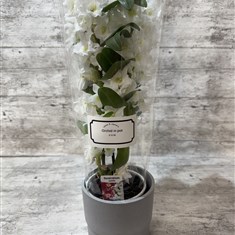 White Dendrobium Orchid in Grey Pot 